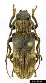  Eudesmus ferrugineus ; © E.H. Nearns